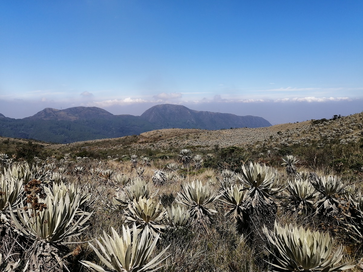 Páramo de Cruz Verde; Cerros orientales de Bogotá / Foto Paola Medellín